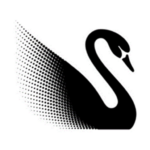 Black Swan PNG